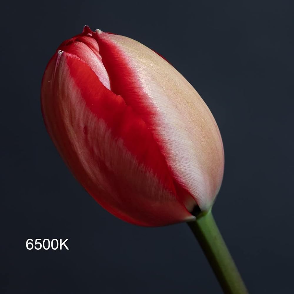 Zhiyun MOLUS G60 Videolicht 60W Standard